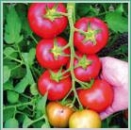 Seminte tomate