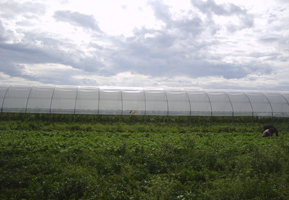 Folii polietilena pentru agricultura