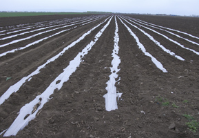 Folii polietilena pentru agricultura