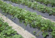 Folii polietilena pentru agricultura