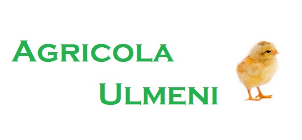 Nutreturi combinate pasari