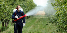 Tratamente fitosanitare Bucuresti