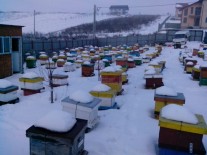 Apivet Iasi familii de albine