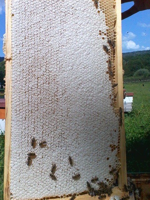 Miere naturala de albine