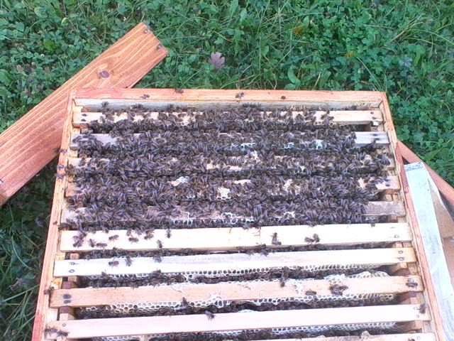 Familii albine de vanzare