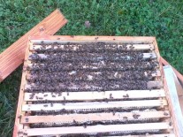 Familii albine de vanzare