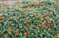 Sfaturi ingrijire gradina