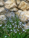 Amenajari alpinarii si rocarii