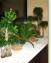 Plante interior Bucuresti