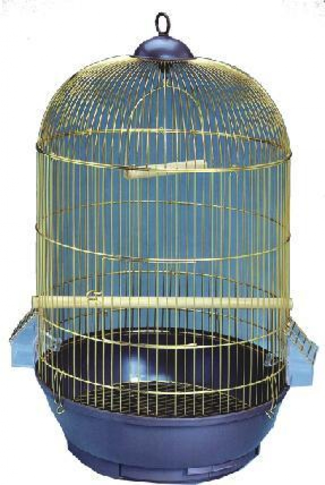 Colivii pasari