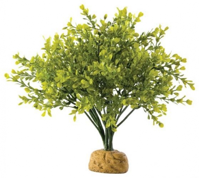 Decor terariu