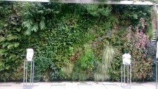 Amenajari gradini verticale