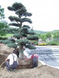 Plantare copaci