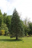Plantare copaci
