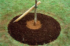 Servicii plantare