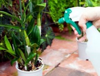Intretinere plante exterior