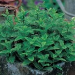 Seminte plante aromatice
