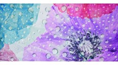 Placi decorative
