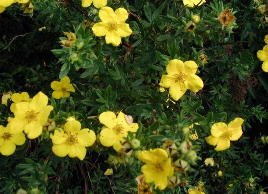 Arbusti ornamentali