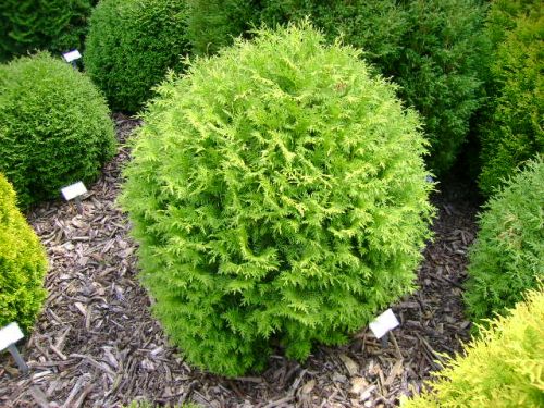 Arbusti ornamentali