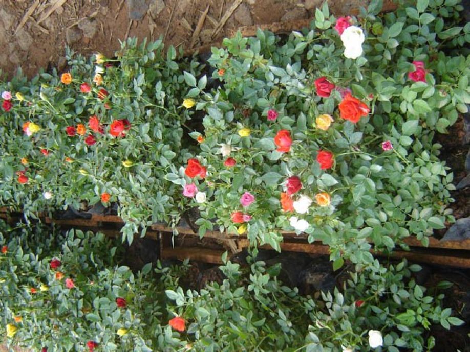 Plante decorative