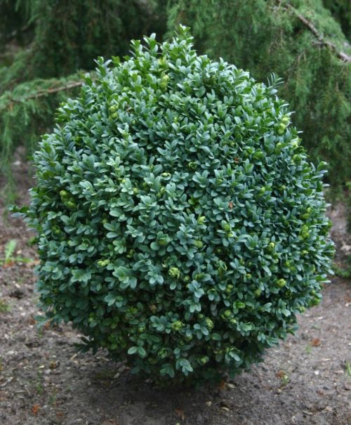Arbusti ornamentali
