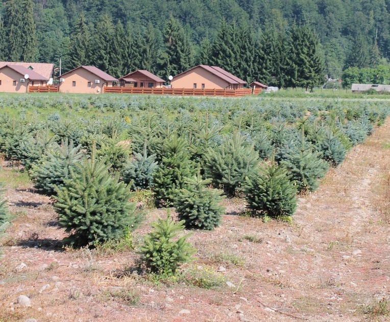 Plante de gradina