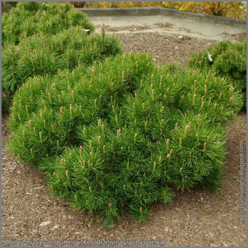 Arbusti ornamentali