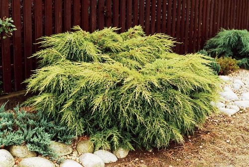 Arbusti ornamentali