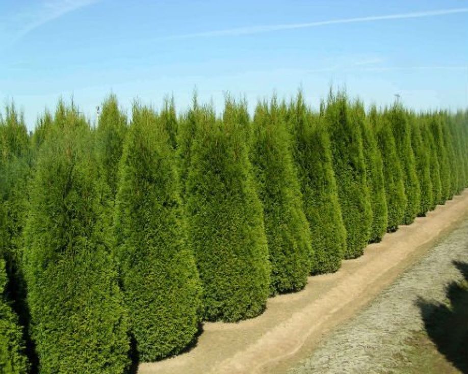 Arbusti ornamentali