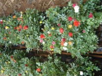 Plante decorative