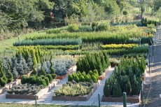 Plante de gradina