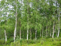 Arbori ornamentali