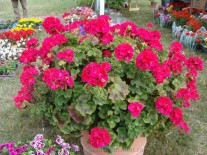 Plante perene