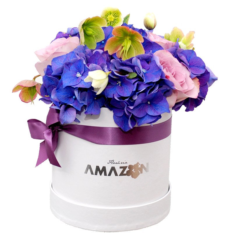 Cutie Amazon purple