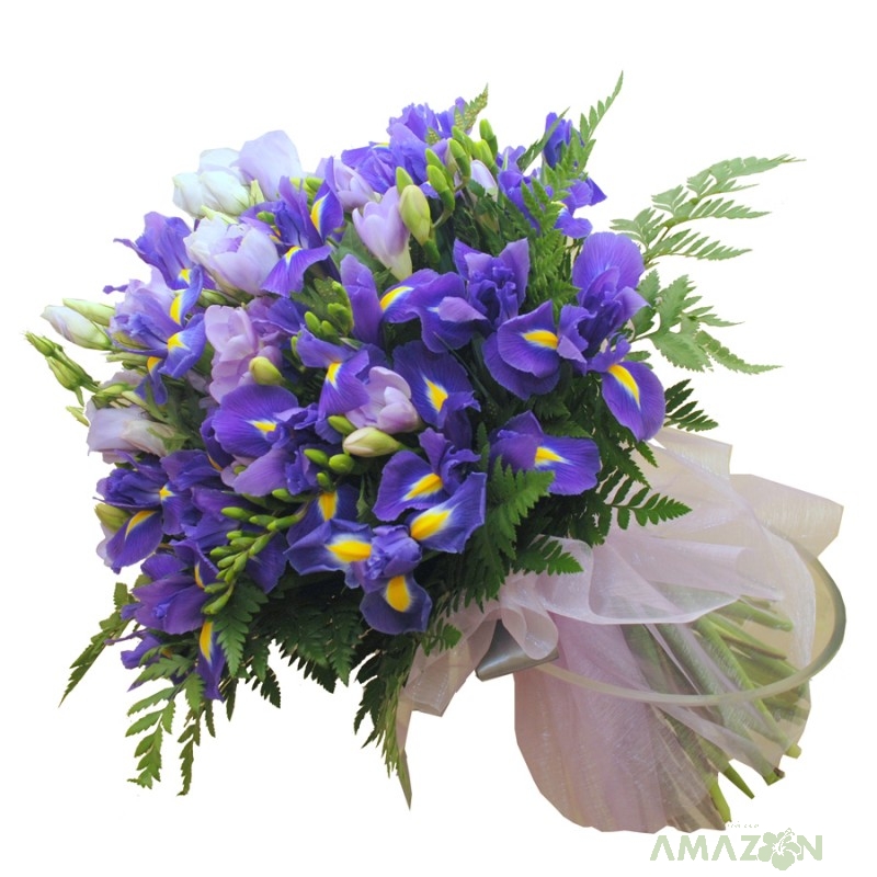 Irisi si frezii in buchet cu blazon