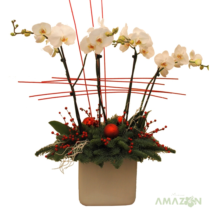 Aranjament Xmas Phalaenopsis
