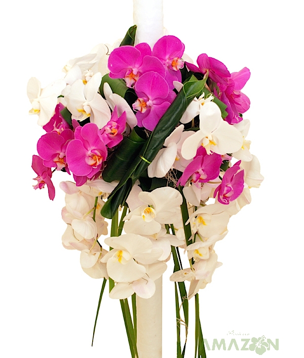 Lumanari cununie Phalaenopsis Sansation