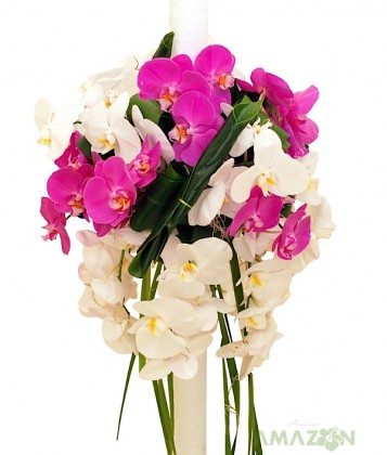 Lumanari cununie Phalaenopsis Sansation