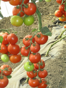 Seminte tomate Danubiana