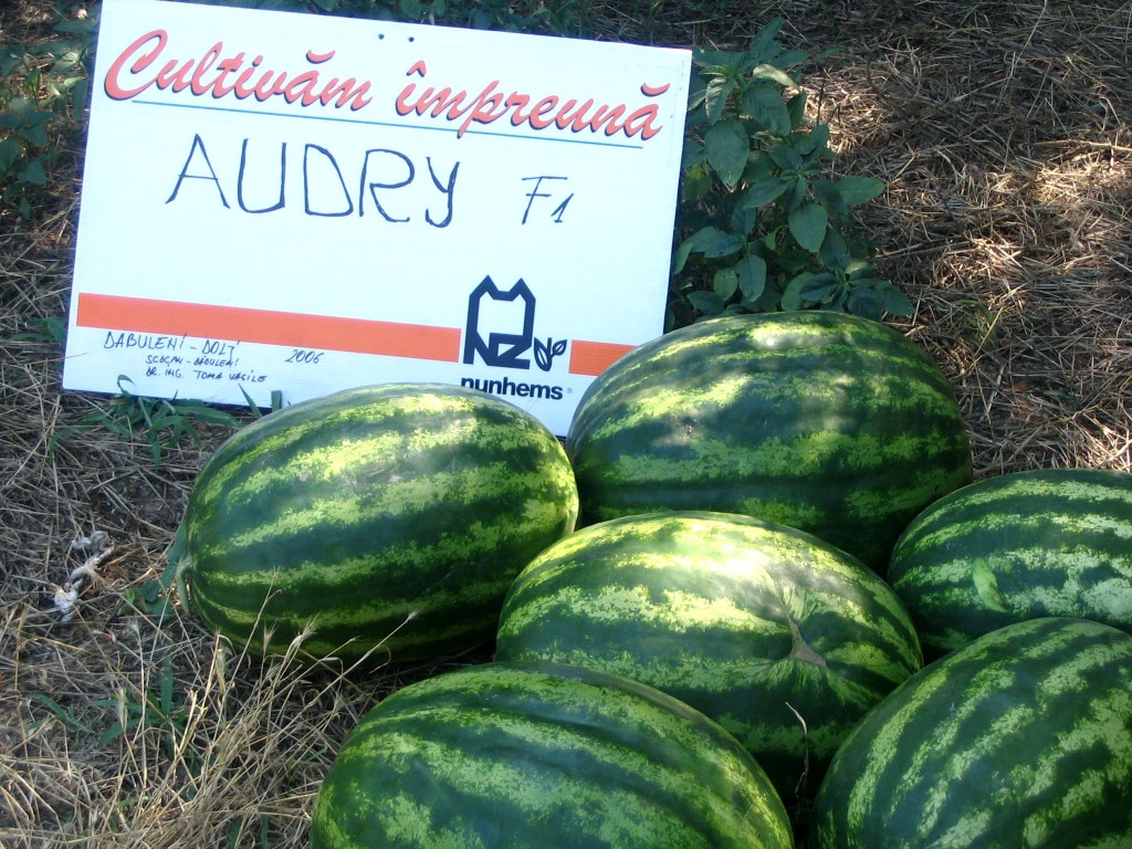 Seminte pepeni verzi Audry