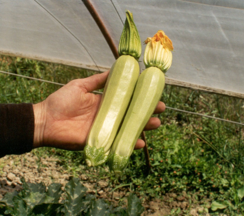 Seminte dovlecei Cavili