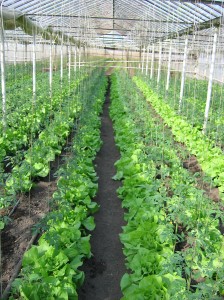 Seminte salata Limax