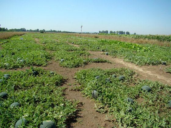 Seminte pepeni verzi Ricca