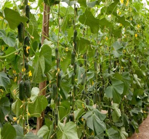 Seminte castraveti Crispina