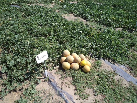Seminte pepeni galbeni Capri