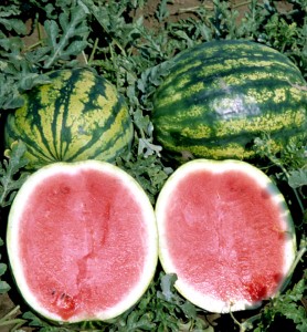 Seminte pepeni verzi Crisby