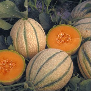 Seminte pepeni galbeni Fiata