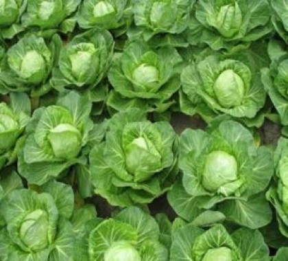 Seminte varza Svirel