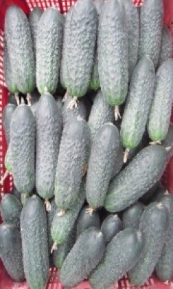 Seminte de castraveti Director